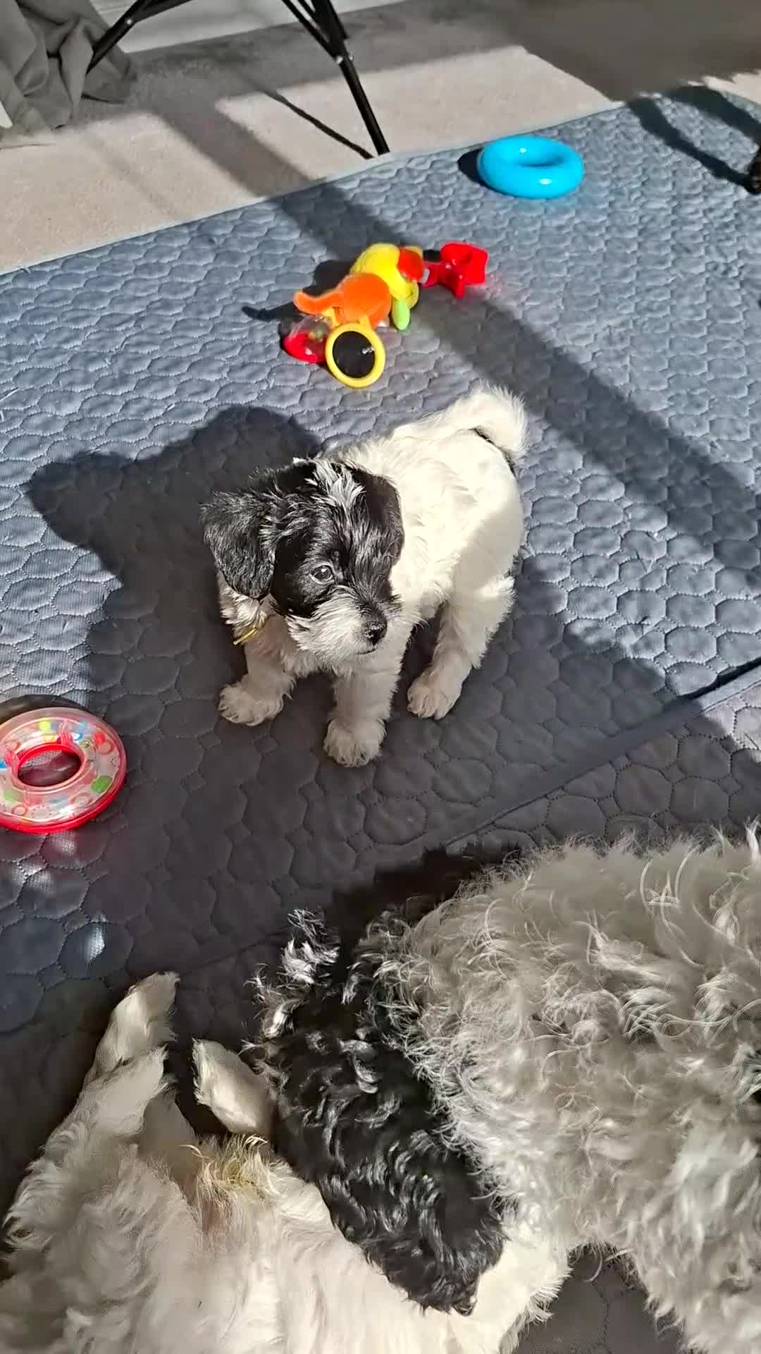 Mixed Breed dogs for sale: Lakeypoo puppies - Video 1