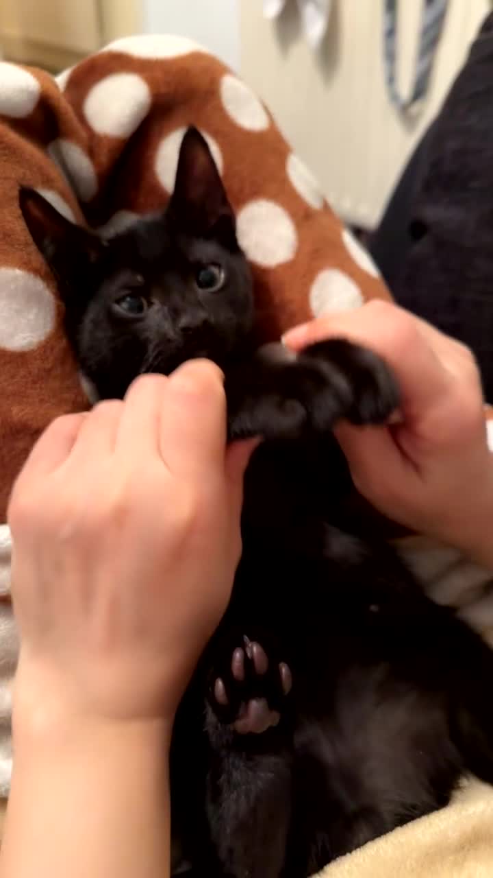 Mixed Breed cats for sale: Mix breed male kitten ❤️ - Video 1
