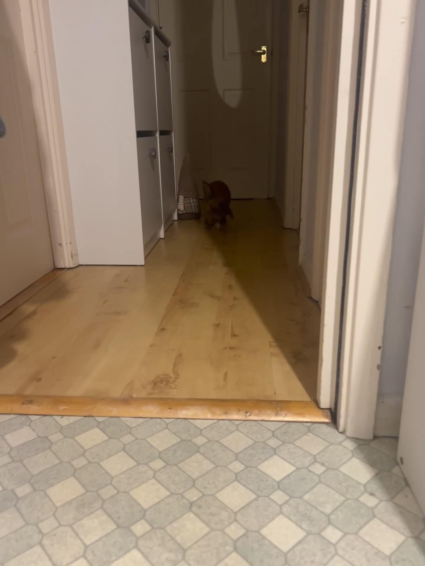 Mixed Breed rabbits for sale: Handsome male half lop! Read description  in Swindon - Video 1