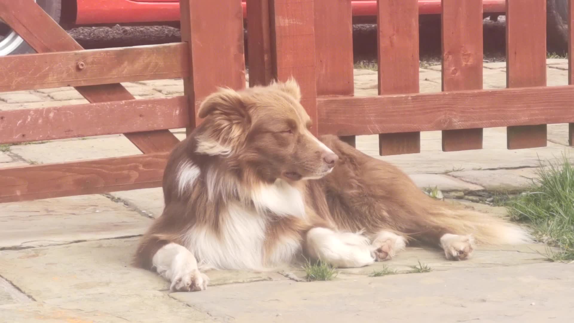Border Collie dogs for stud: STUD.   PROVEN Red Border Collie STUD Dog  in Bingley - Video 3