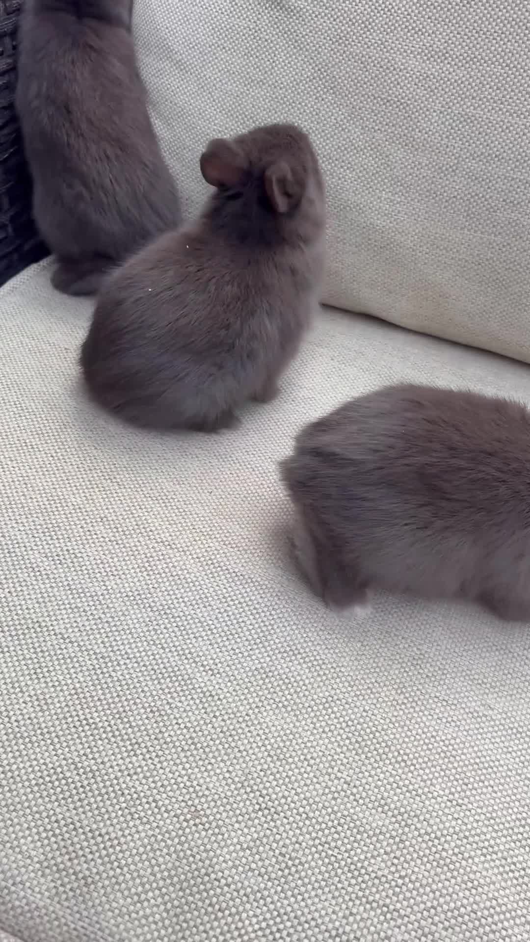 Netherland Dwarf rabbits for sale: Pure Netherland dwarf babies  - Video 4