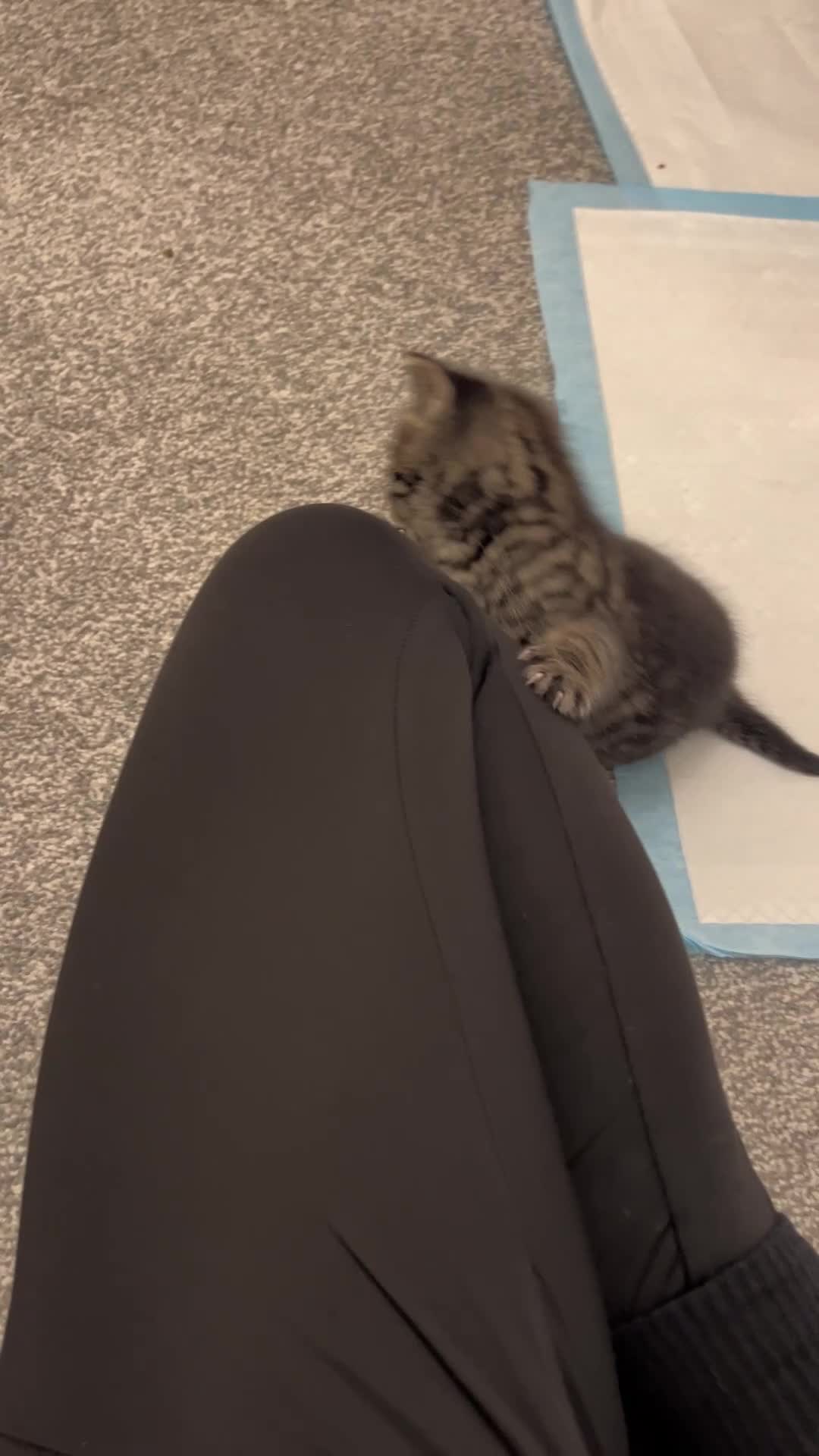 Scottish Fold cats for sale: Adorable Scottish Fold Cross Kittens - Video 1