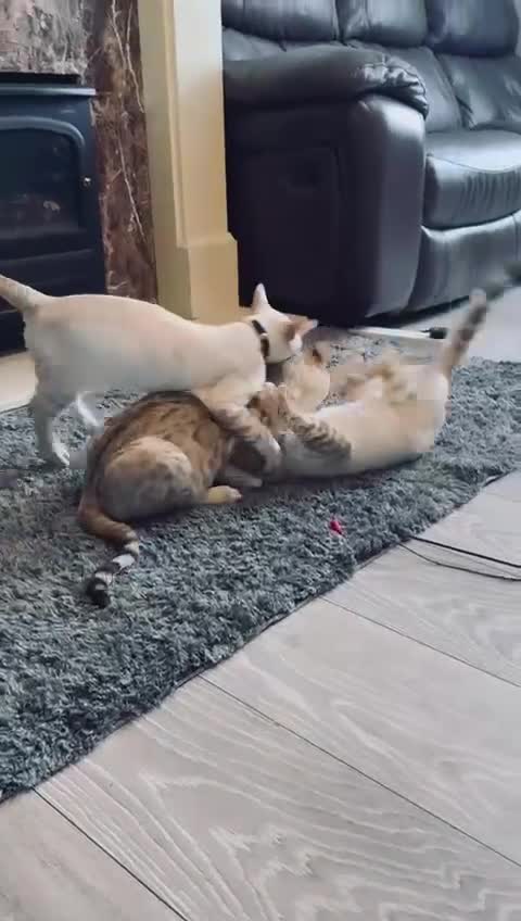 Bengal cats for sale: Tica Registered Pedigree Snow Bengal kittens  - Video 1