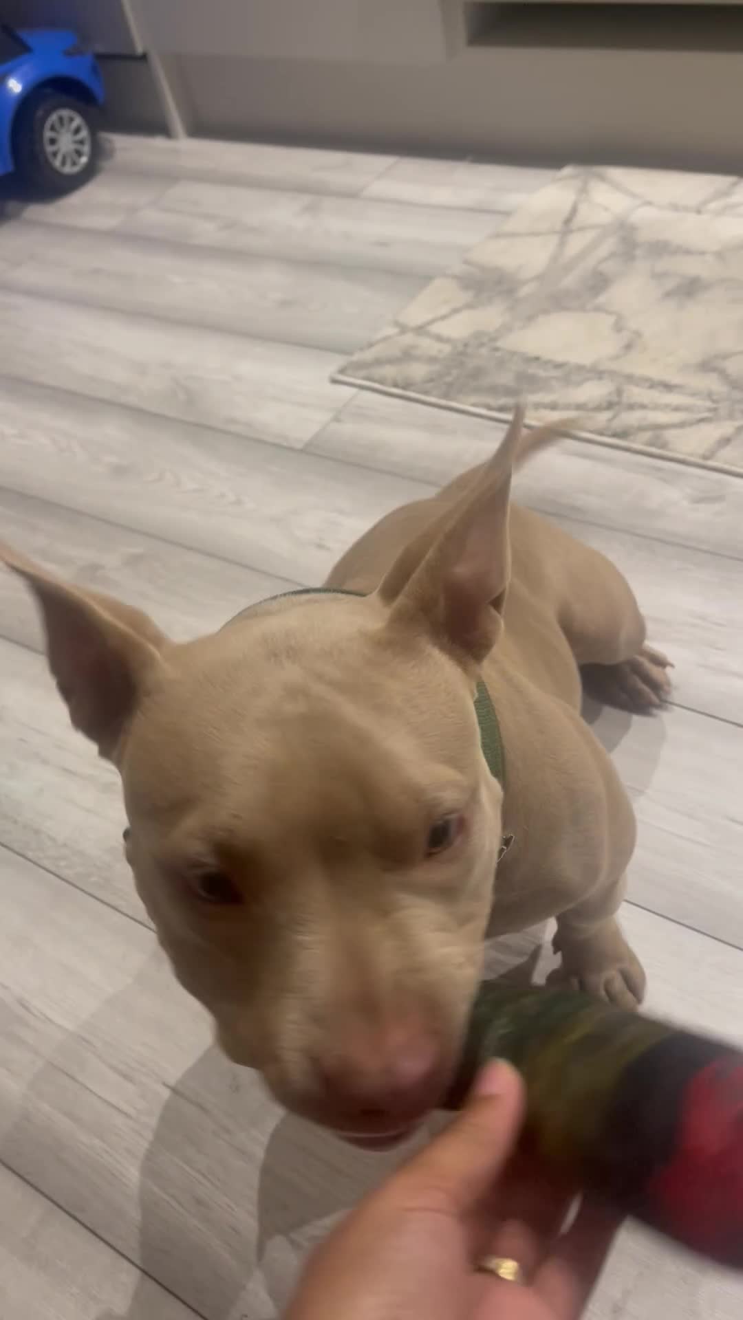 American Bully dogs for sale: Nova - Beautiful 1-Year-Old American Pocket Bully - Video 1