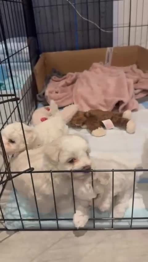 Maltese dogs for sale: Maltese Puppies 2 AVAILABLE  - Video 2