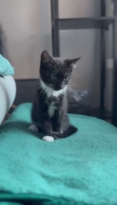 Domestic Shorthair cats for sale: Domestic short hair x Russian blue  - Video 1
