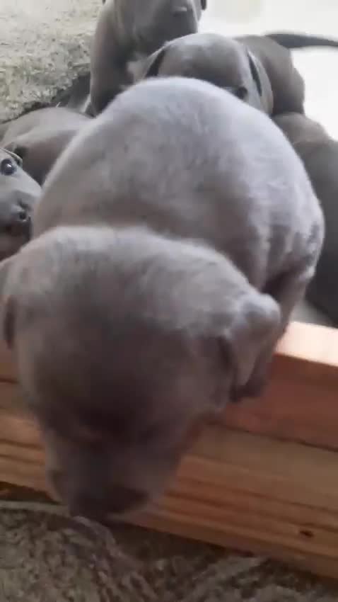 Staffordshire Bull Terrier dogs for sale: CHAMPION BLOOD LINES STOCKY BLUE STAFFY PUPS  - Video 1