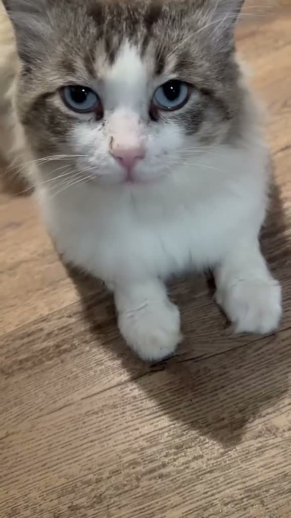 Ragdoll cats for sale: Beautiful Ragdoll Kittens  - Video 3
