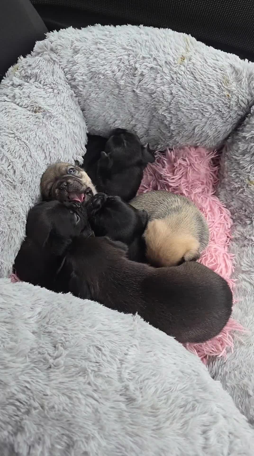 Mixed Breed dogs for sale: Mixed breed puppies for sale - Video 1