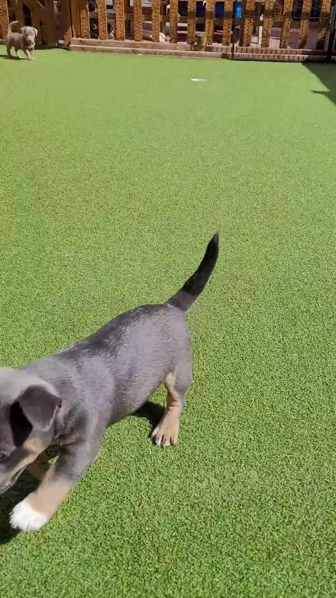 Jack Russell dogs for sale: Lilac/ Blue and Tan  Jack Russell puppies - Video 1