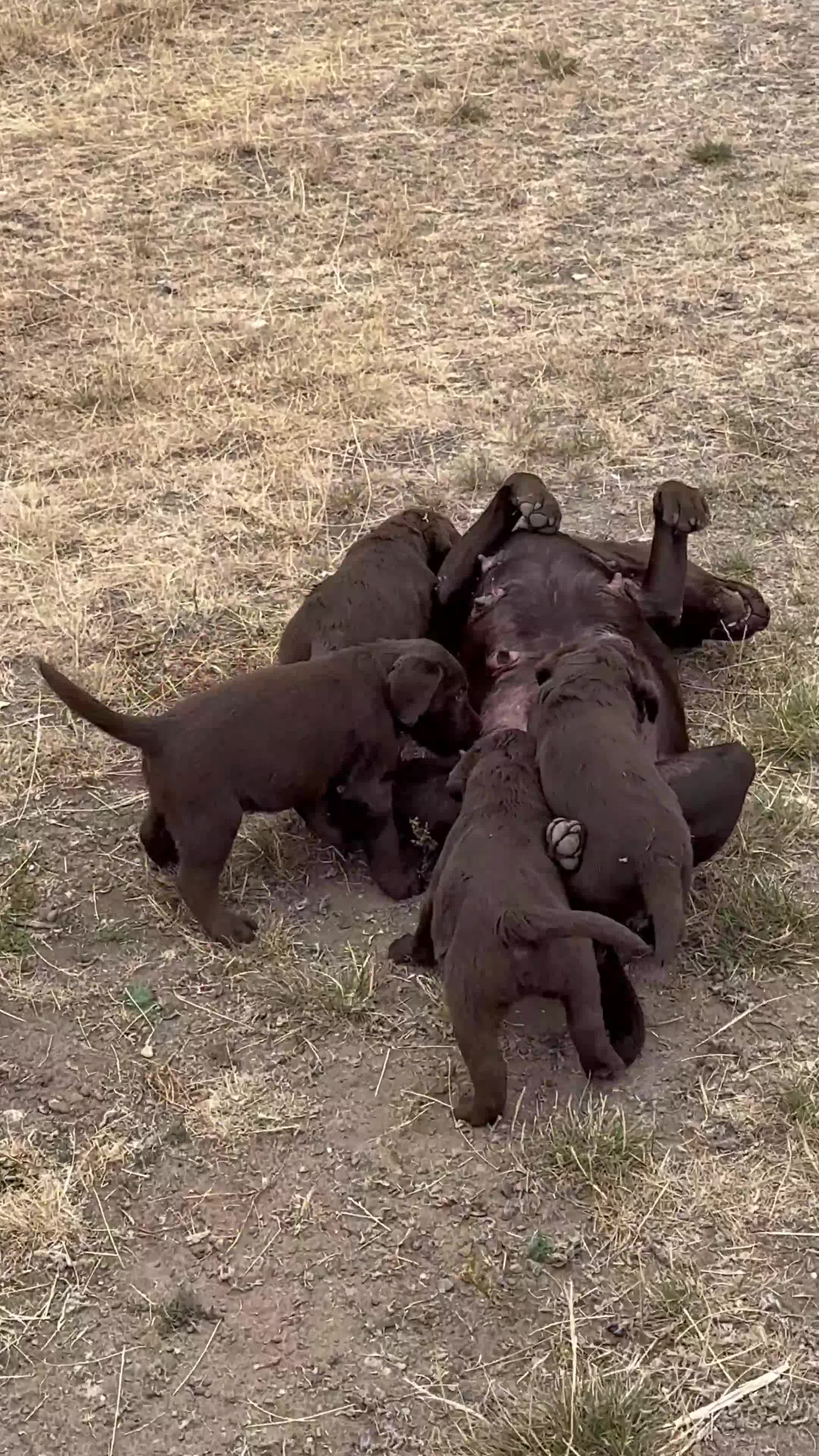 Labradoodle dogs for sale: Beautiful Chunky Chocolate Labradoodles - Video 2