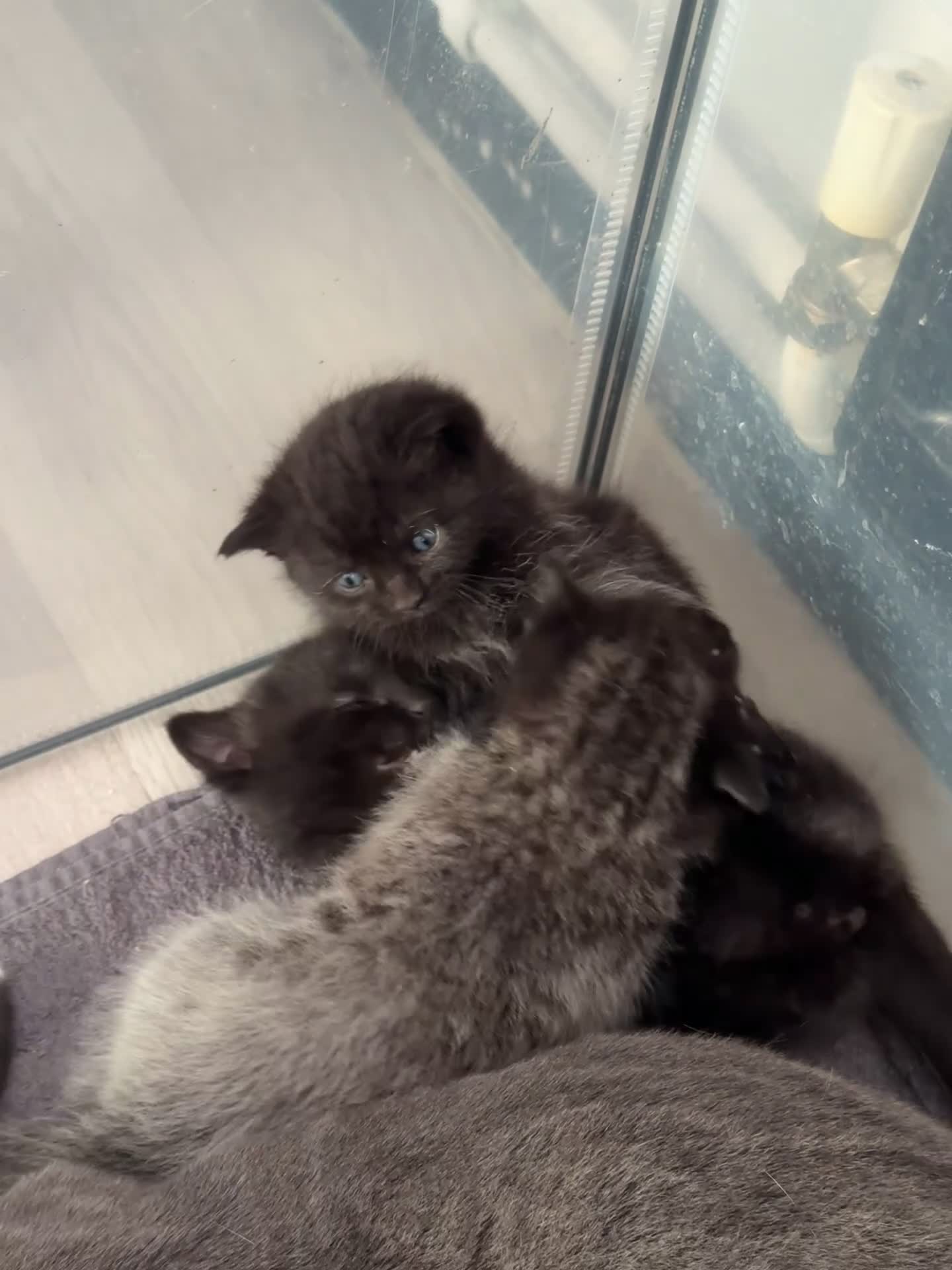 Mixed Breed cats for sale: Mixed British short haired kittens  - Video 4