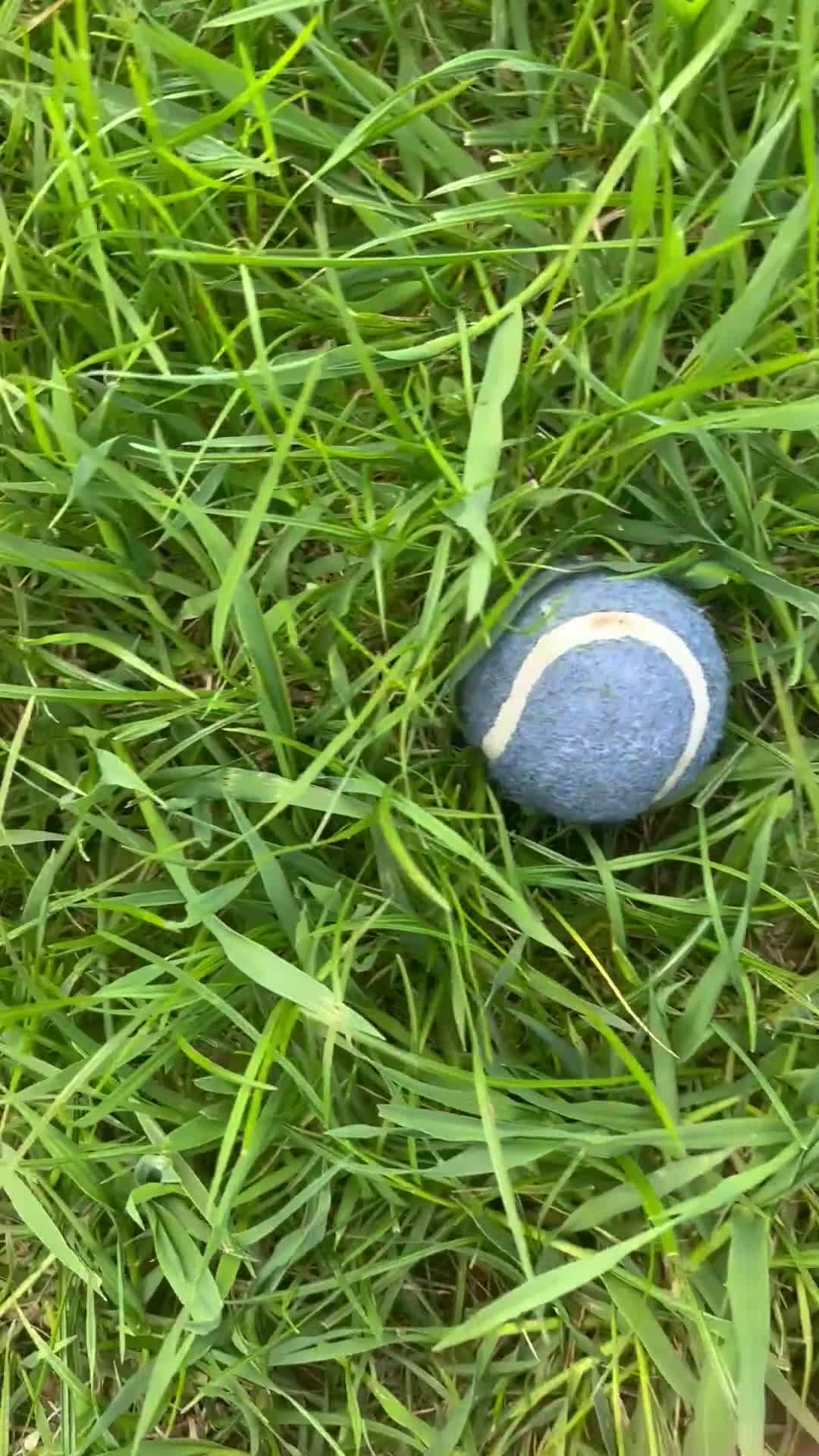 Labrador Retriever dogs for sale: Chocolate Labrador in Knottingley - Video 2