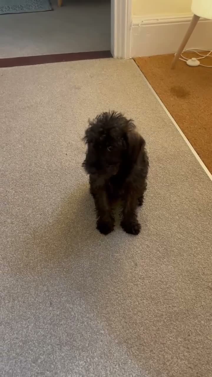 Mixed Breed dogs for sale: Little Penny  - Video 1