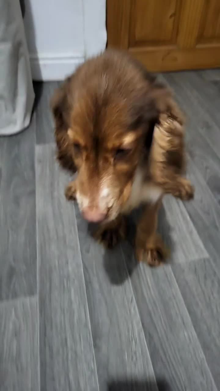 Cocker Spaniel dogs for sale: Buddy the cocker spaniel - Video 1