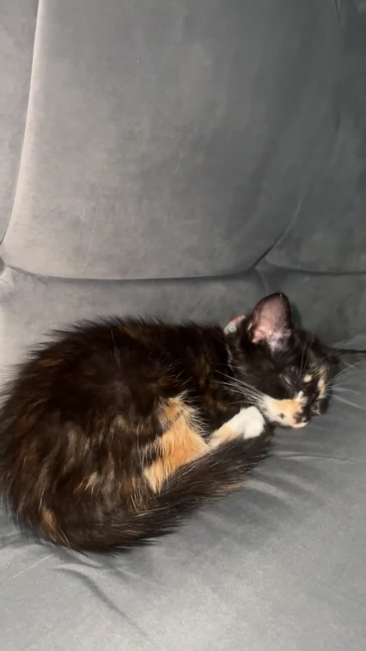Turkish Angora cats for sale: Cute Baby Kitten Angora Breed - Video 1