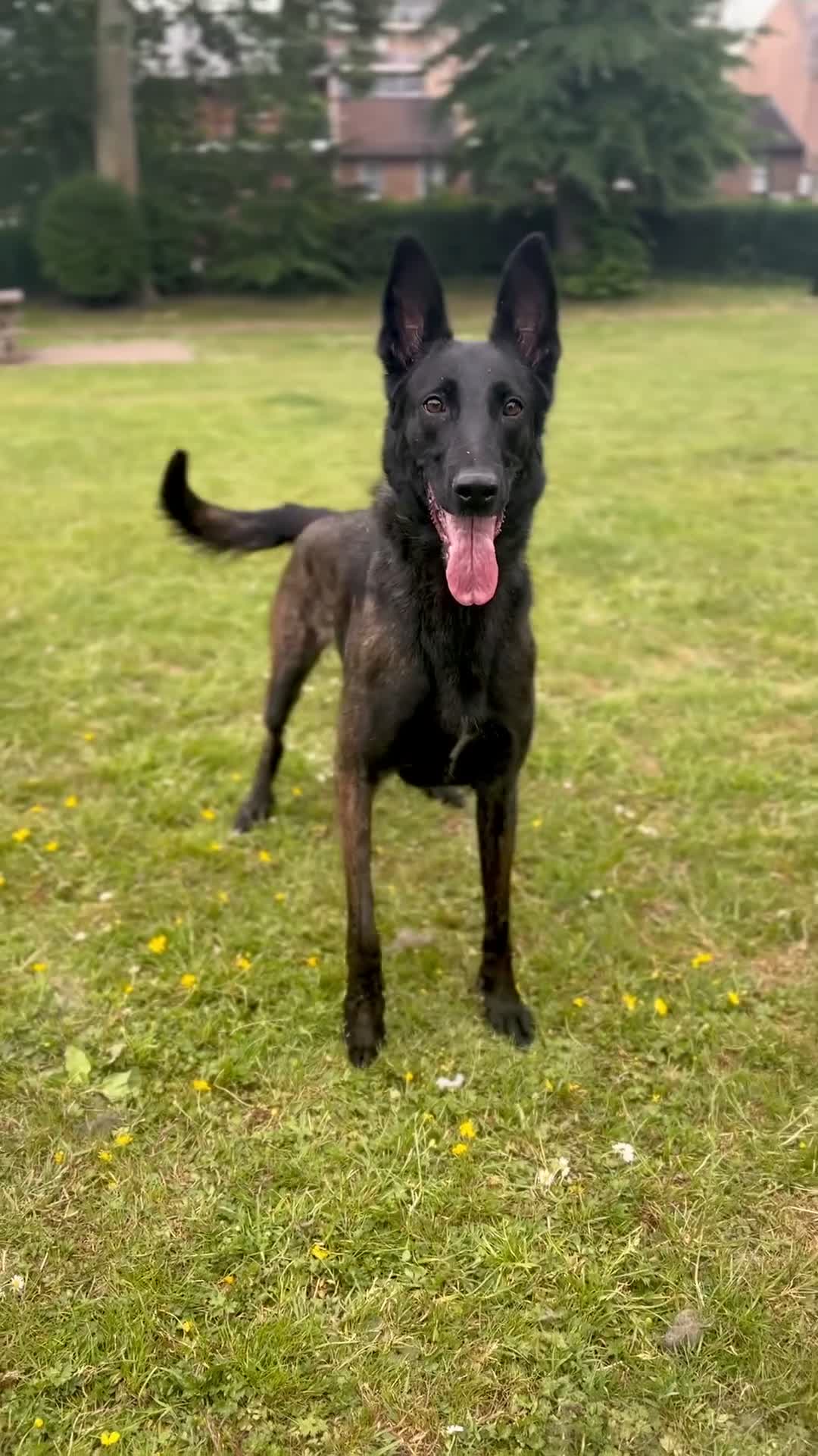 Belgian Shepherd Dog dogs for sale: Belgian Malinois – Female - Video 1