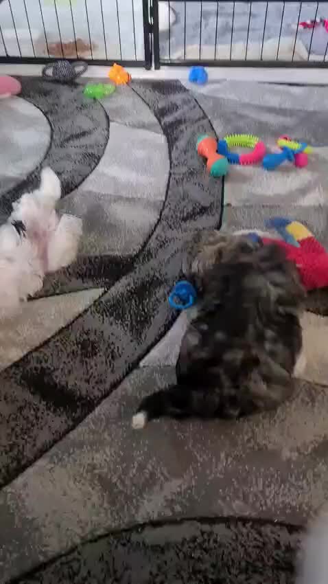 Shihpoo dogs for sale: Stunning shihpoo puppies - Video 1