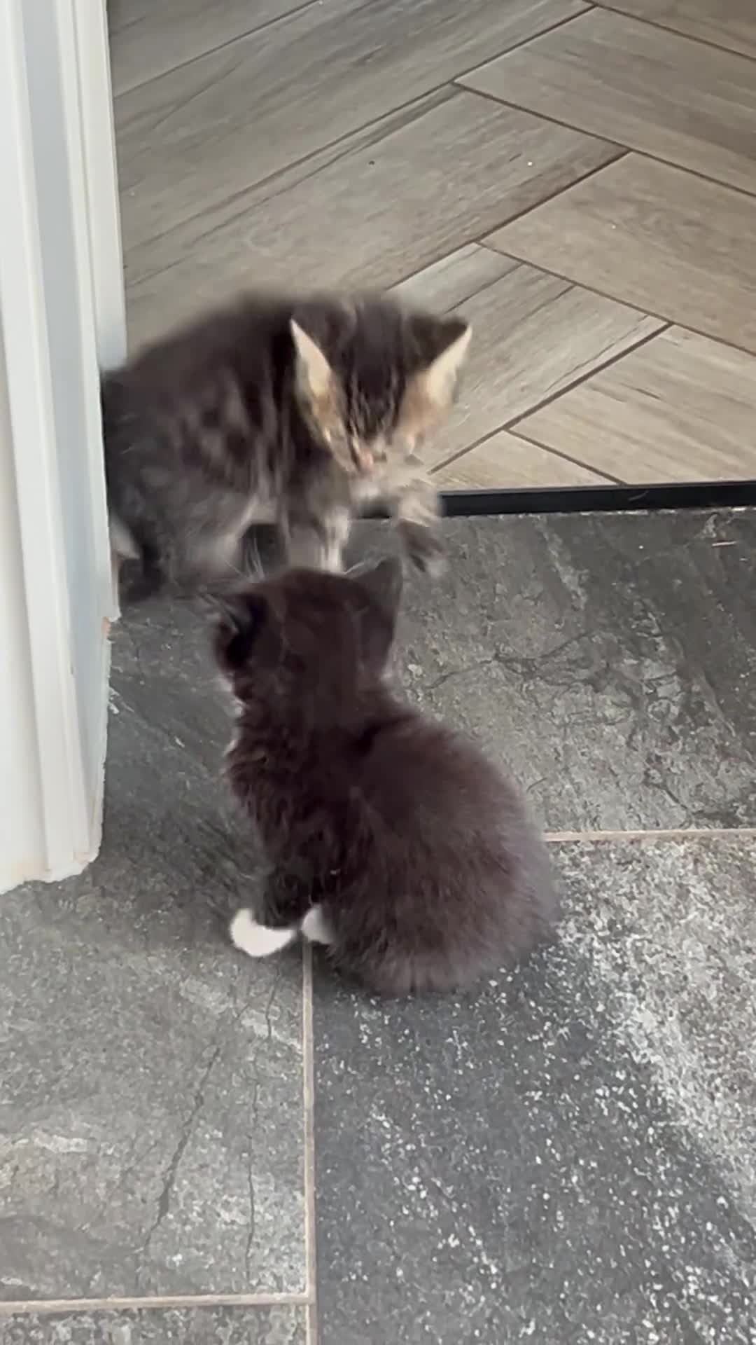 Mixed Breed cats for sale: Adorable kittens ready to go - Video 1