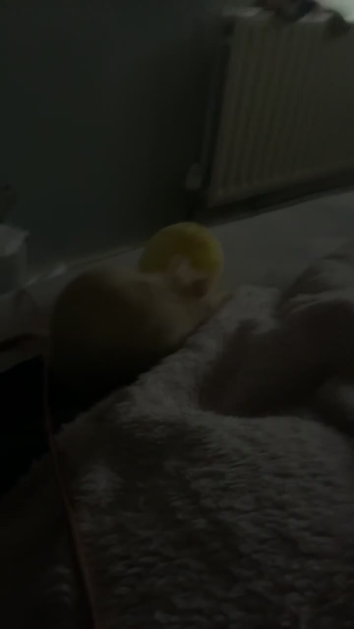 Rat rodents for sale:  albino male rats (twins)  - Video 1