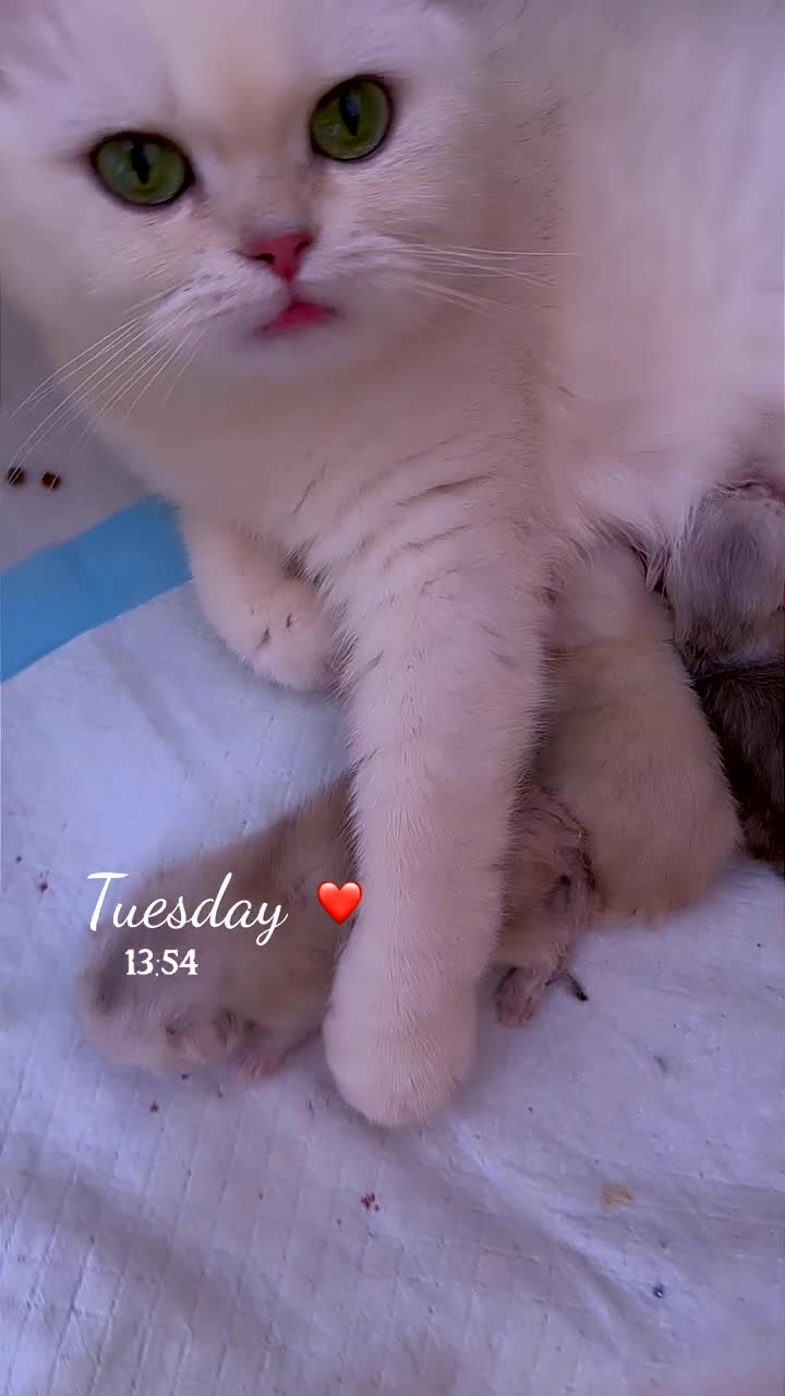 British Longhair cats for sale: 🐾 British Longhair and Shorthair Kittens - Video 2