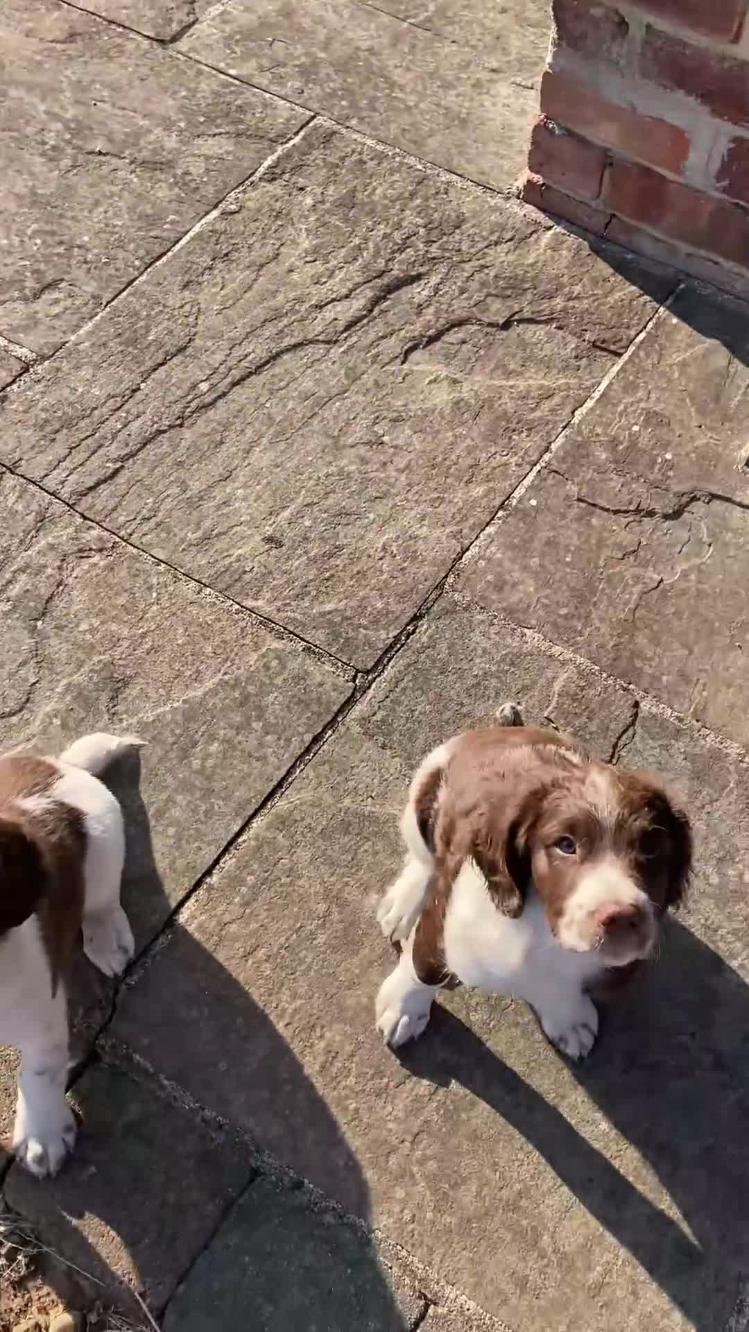 English Springer Spaniel dogs for sale: KC Reg Liver and White English Springer Spaniels - Video 1