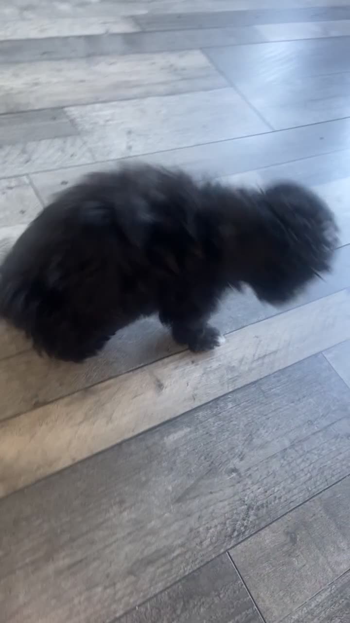 Mixed Breed dogs for sale: Beautiful playful puppy  - Video 3