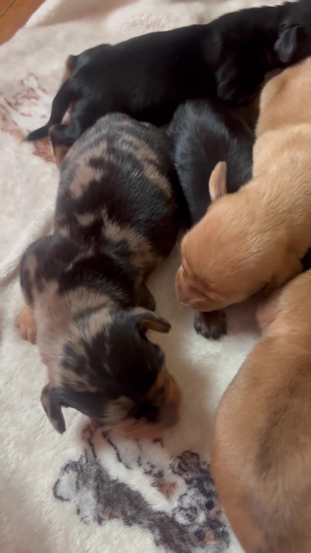 Dachshund dogs for sale: BEAUTIFUL MINI DACHSHUNDS PRA CLEAR & KC REG - Video 1