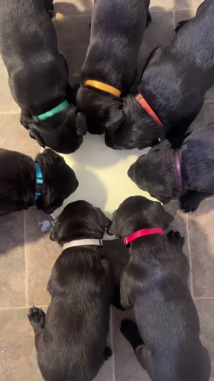 Labrador Retriever dogs for sale: Labrador puppies- TWO BOYS AVAILABLE  - Video 1