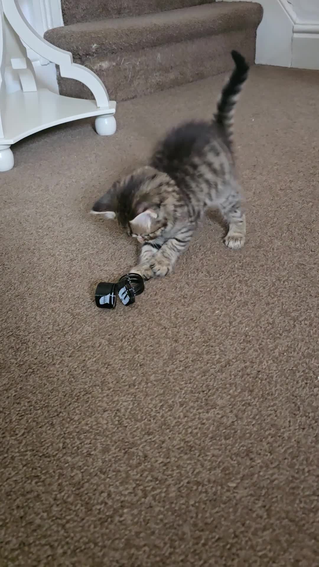 Maine Coon cats for sale: Maincoon  - Video 2