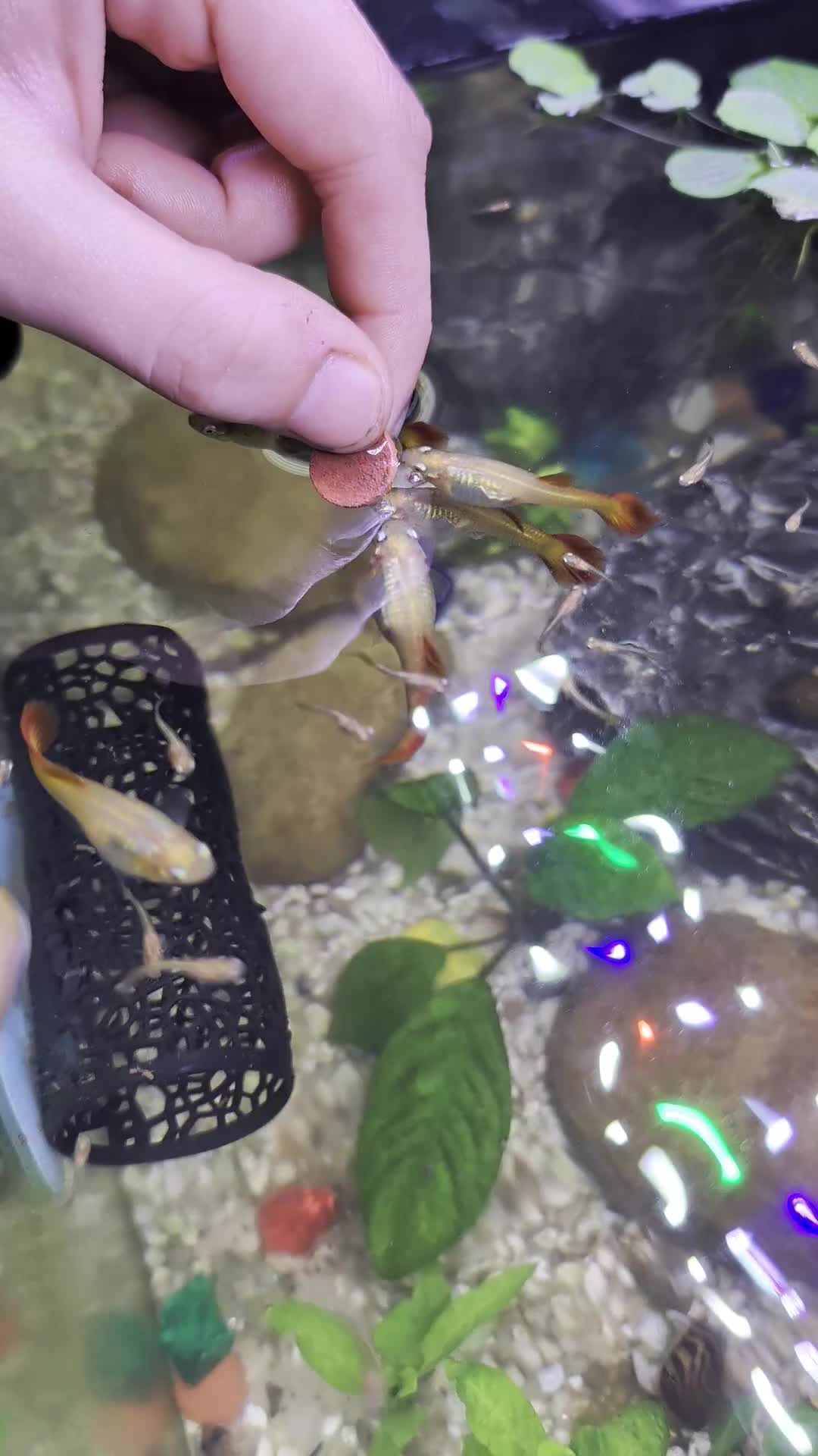 Mollies fish for sale: Stunning, Cheeky Guppy Fry in Barnsley - Video 1