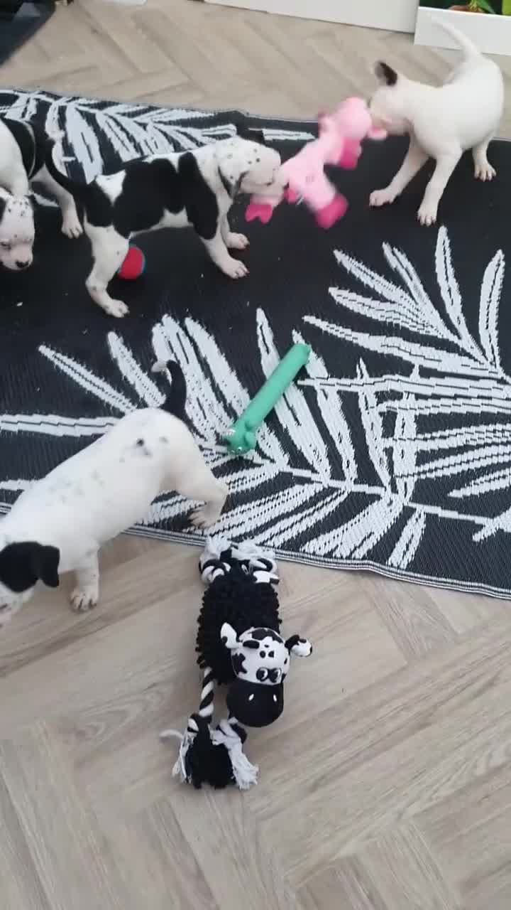 Mixed Breed dogs for sale: 5 Beautiful British cross American Staff pups - Video 2