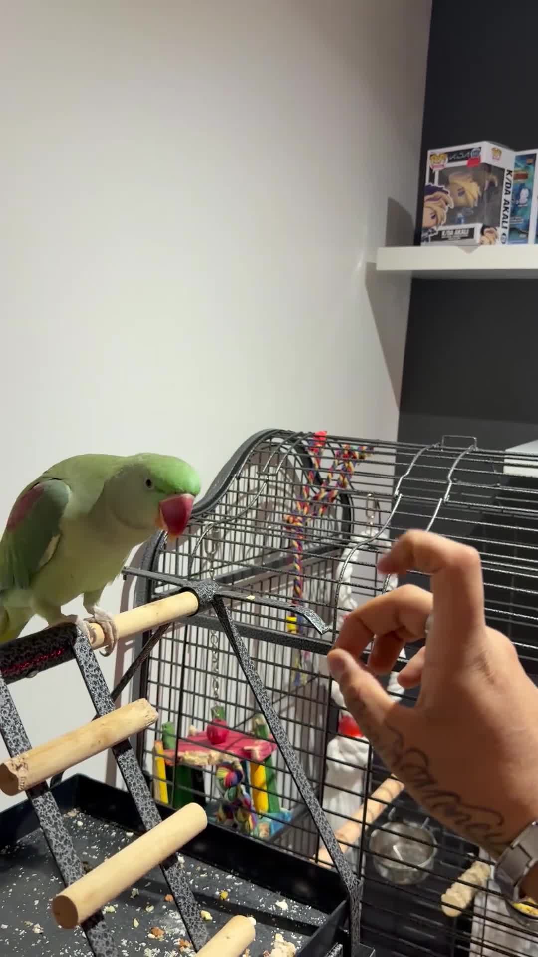 Parrots birds for sale: Hand-Tamed & Trained Alexandrine Parrot in Rotherham - Video 1