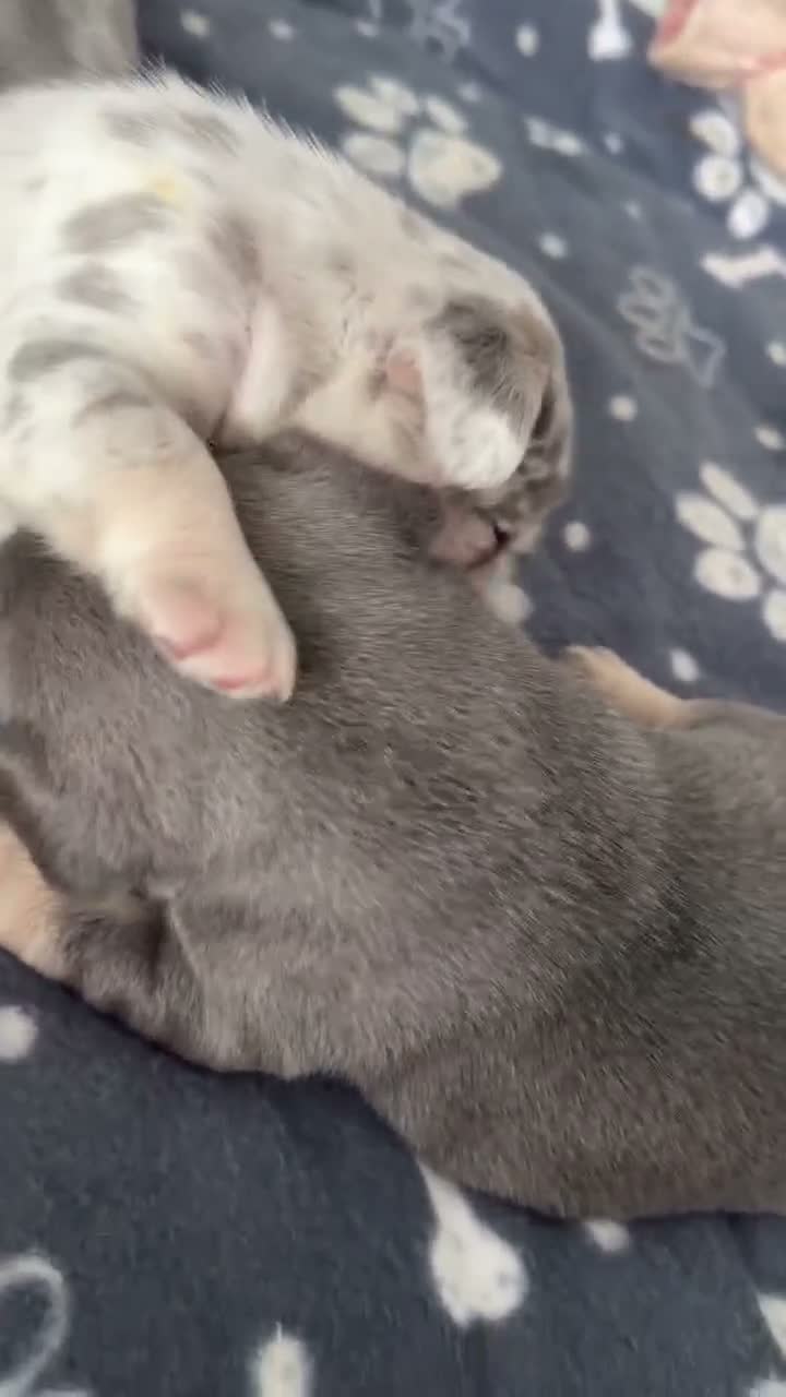 French Bulldog dogs for sale: Fluffy  **  French Bulldogs Puppy - Video 3