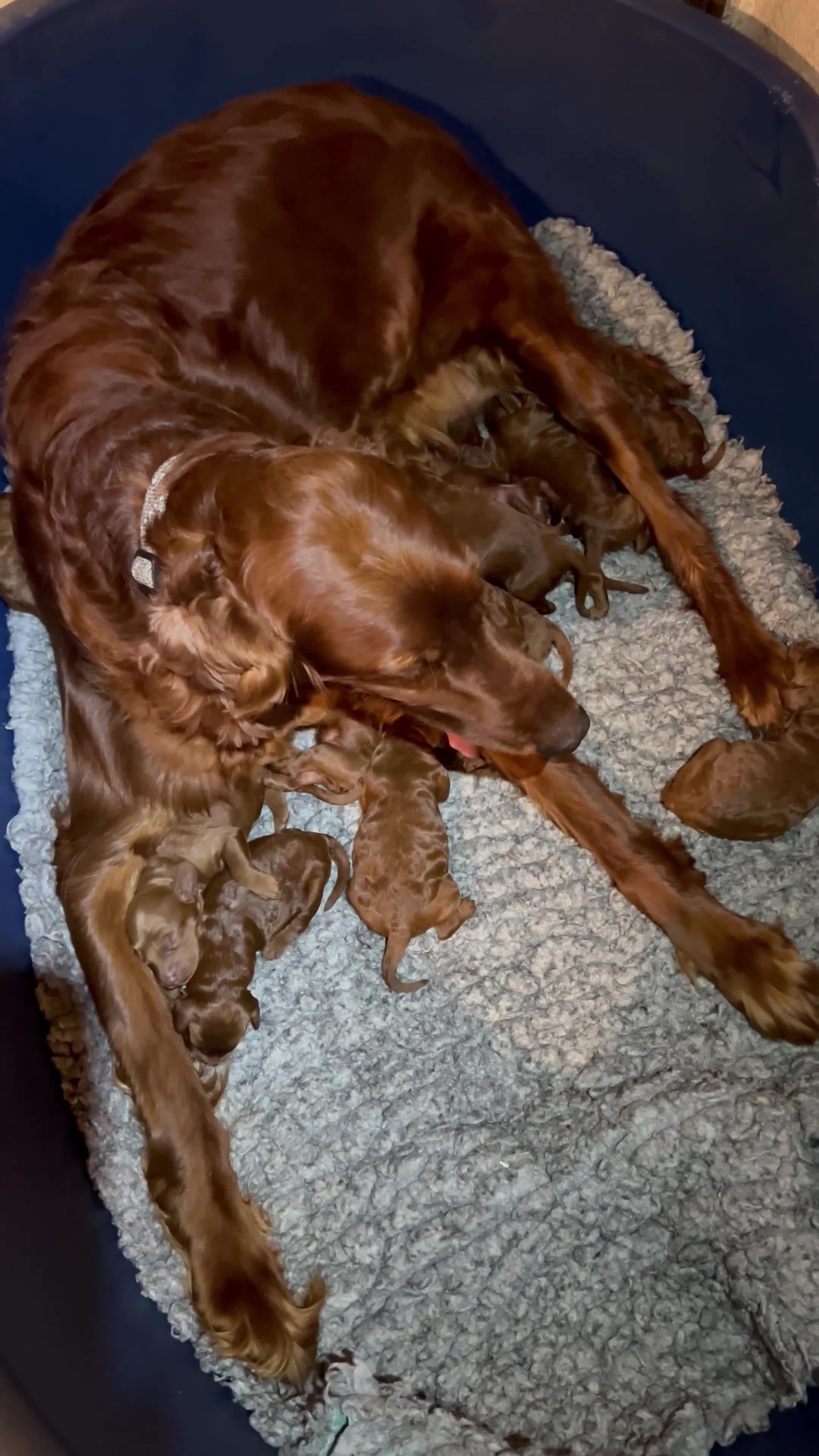 Irish Doodle dogs for sale: Doodles Miniature Poodle cross Irish Red Setter,  - Video 1