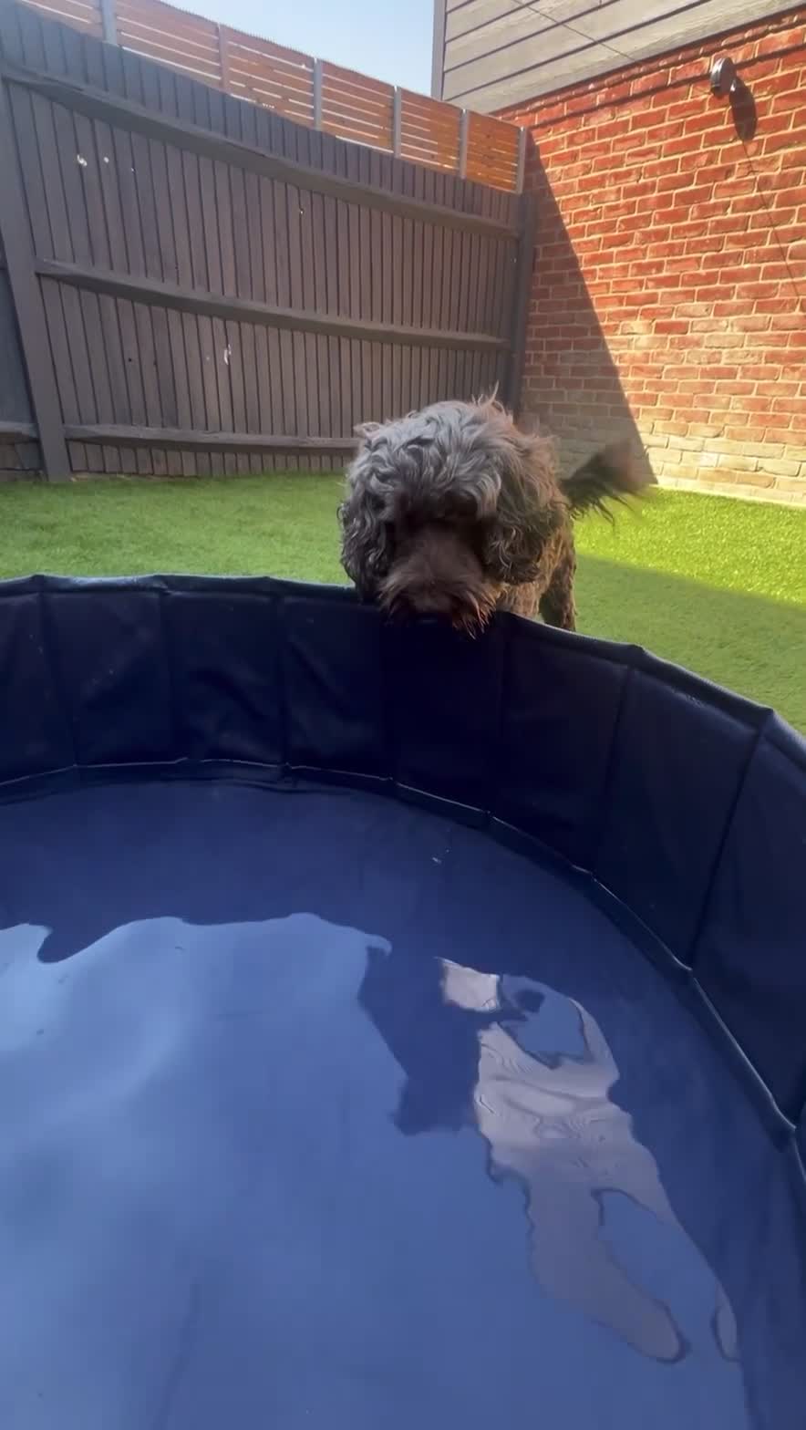 Cockapoo dogs for stud: Cockapoo for stud🤎 - Video 4