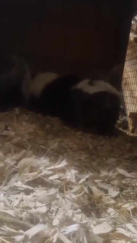 Pygmy Hedgehog rodents for sale: Skunks - Video 1