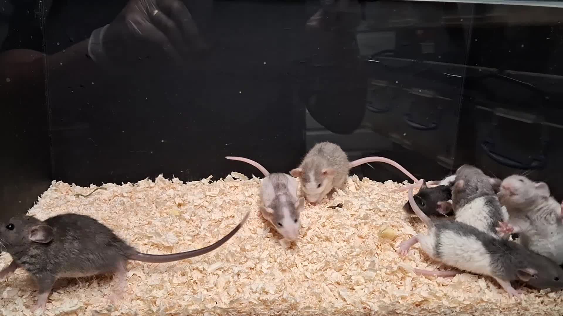 Rat rodents for sale: Baby Dumbo Rat's available, Males & Females  - Video 3