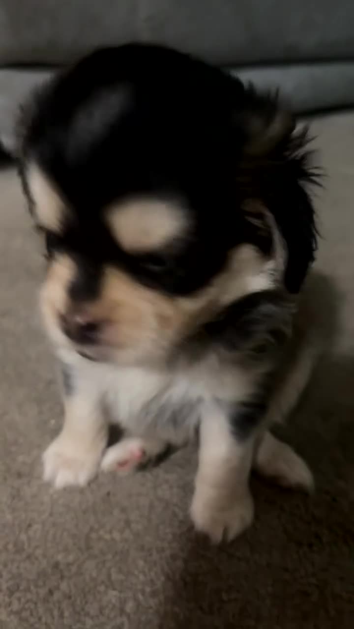 Mixed Breed dogs for sale: 4 Maltipoo x pug puppies for sale✨🤍 - Video 2