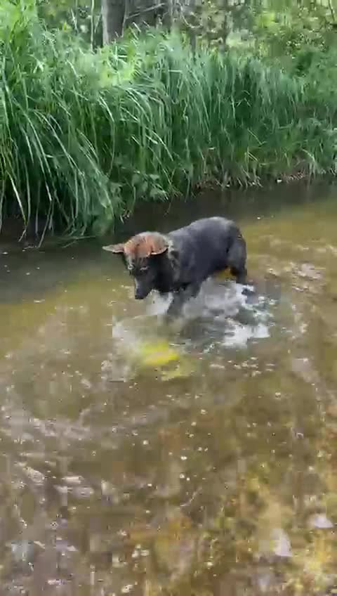 German Shepherd dogs for stud: CZ IMP SABLE Pedigree German Shepherd in London - Video 1