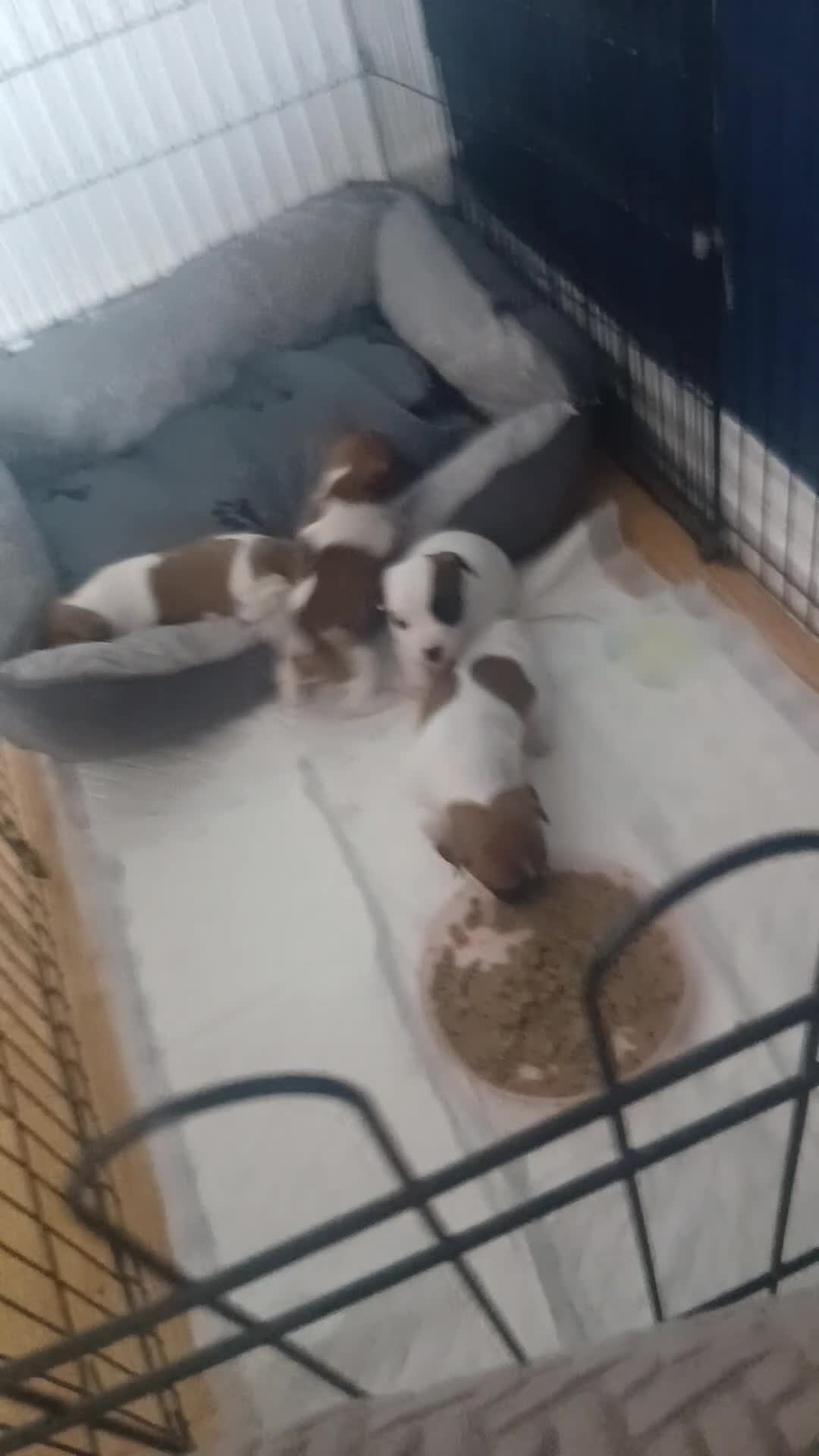 Jack Russell dogs for sale: Miniature Jack Russell - Video 1