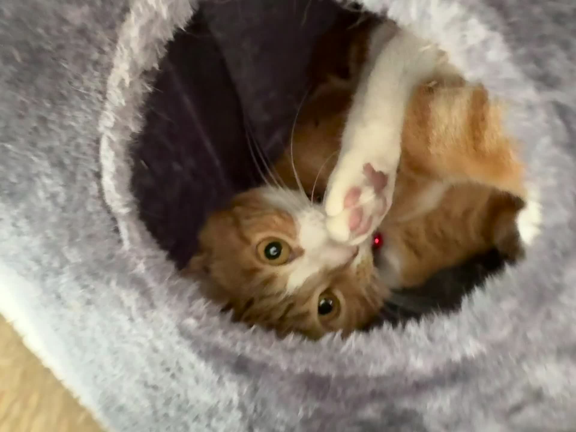 Mixed Breed cats for sale: Marla ginger cat  - Video 1