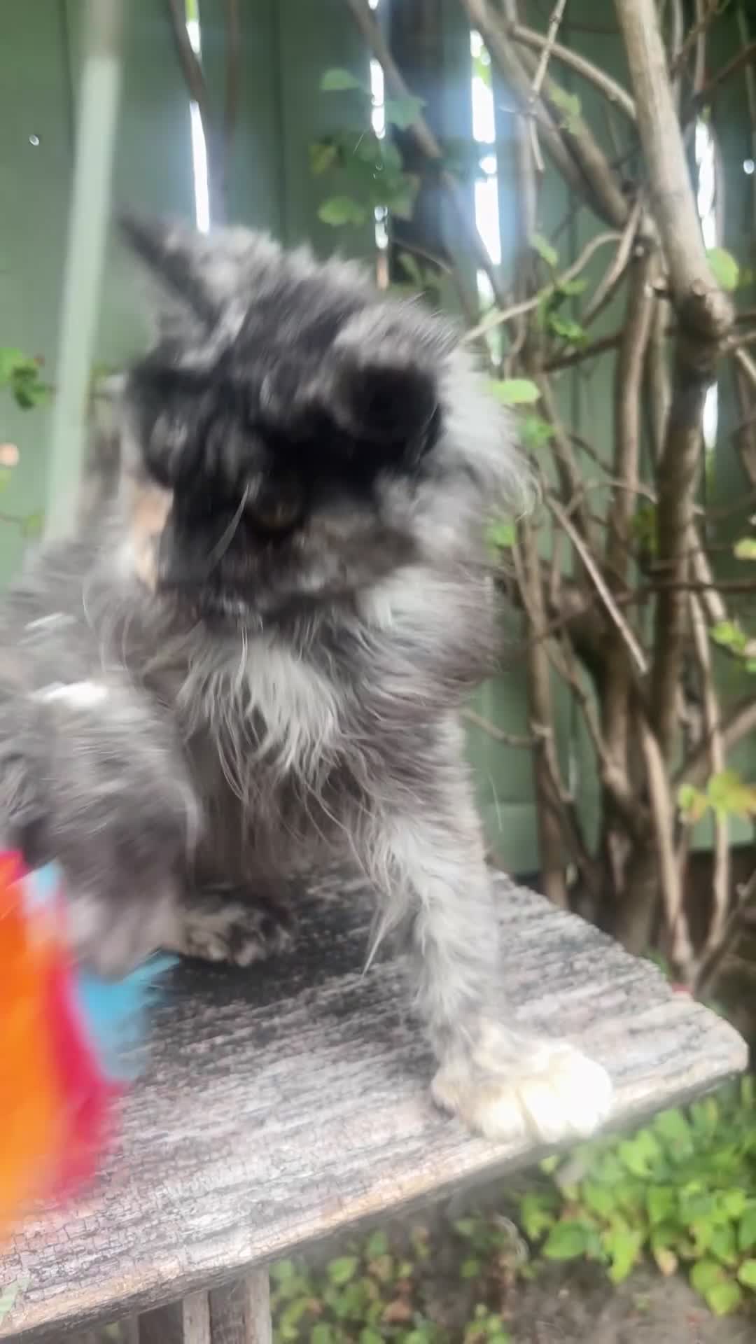 Maine Coon cats for sale: Maine coon kittens champion line polydactyl  - Video 4