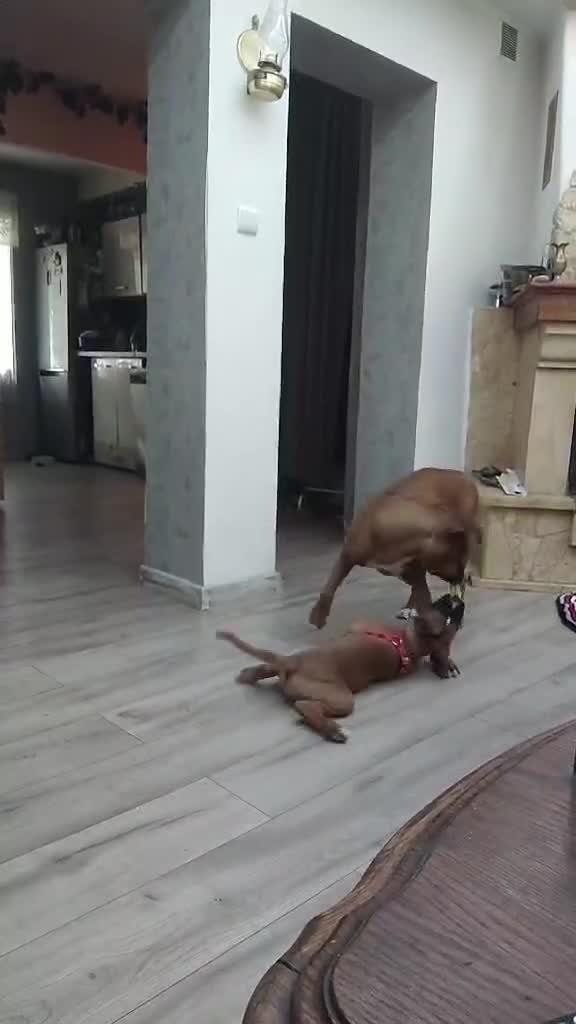 Boxer dogs for sale: Beautiful Boxer Puppy  - Video 2