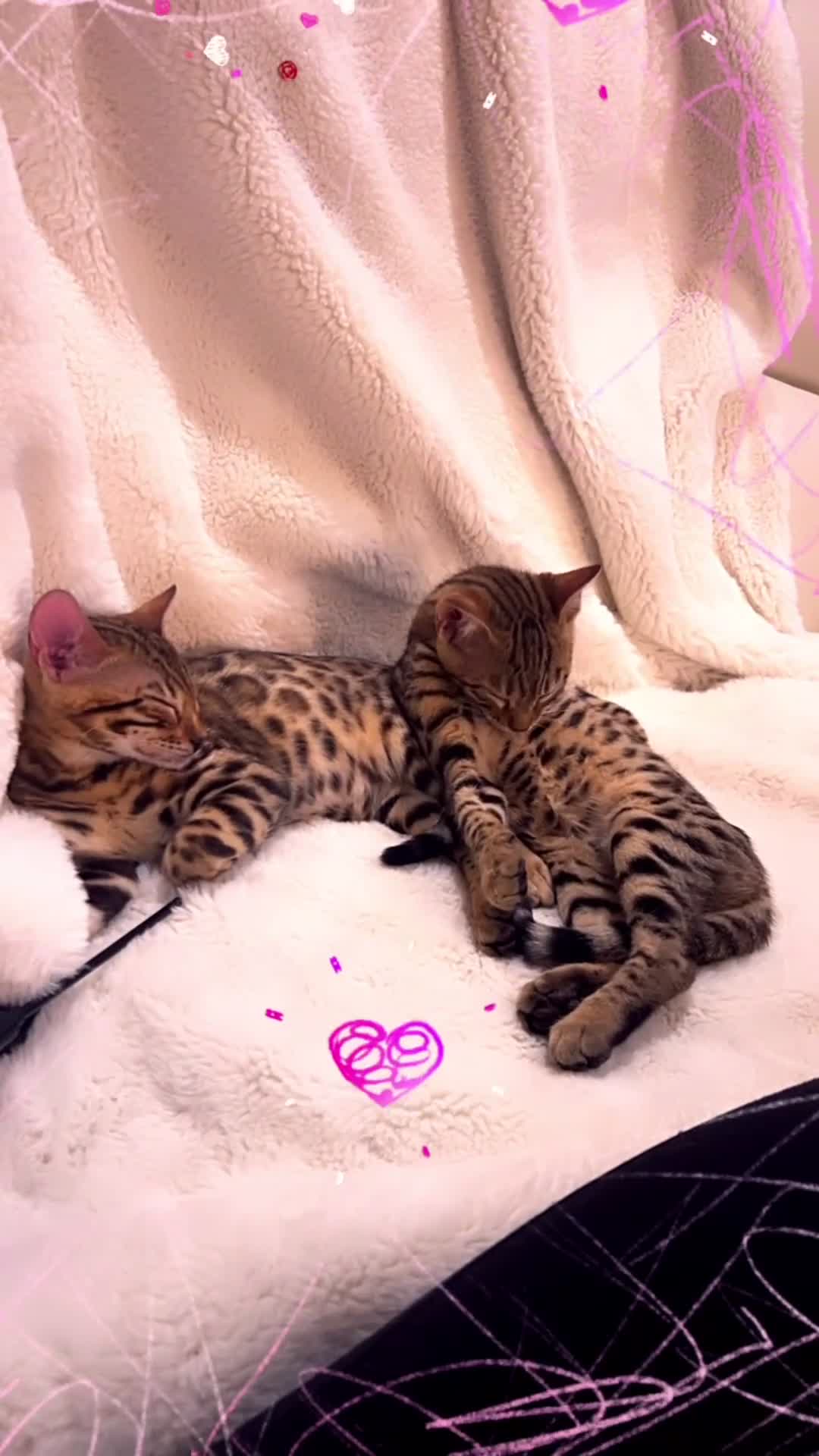 Bengal cats for sale: Bangal Kittens  - Video 1
