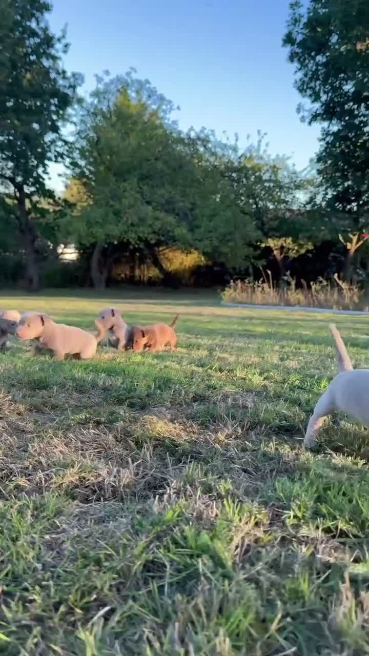 Jack Russell dogs for sale: Last One, Ready to go Wenlock Jack Russells  - Video 3