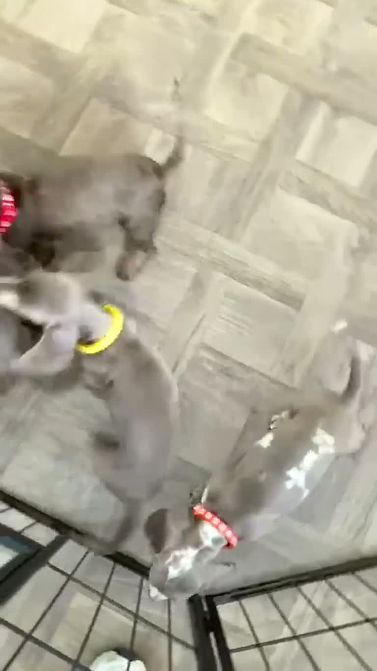 Miniature Dachshund dogs for sale: Miniature Dachshund- KC Registered - Video 1