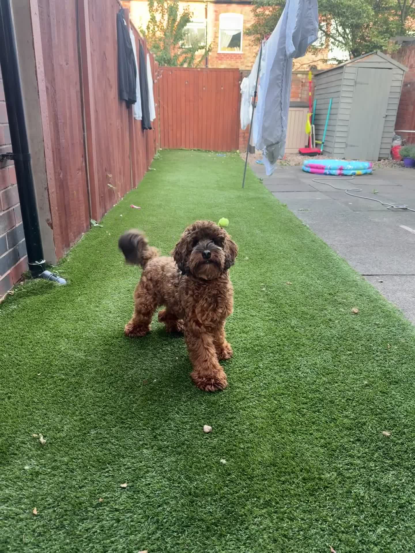 Cockapoo dogs for stud: Miniature Cockapoo Stud Dog - Video 3