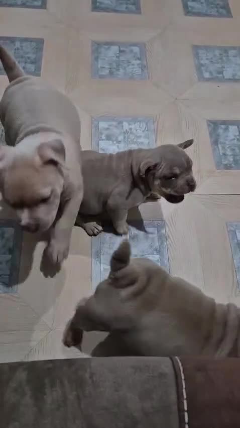 American Bully dogs for sale: 3 female pocket bully puppies  - Video 1