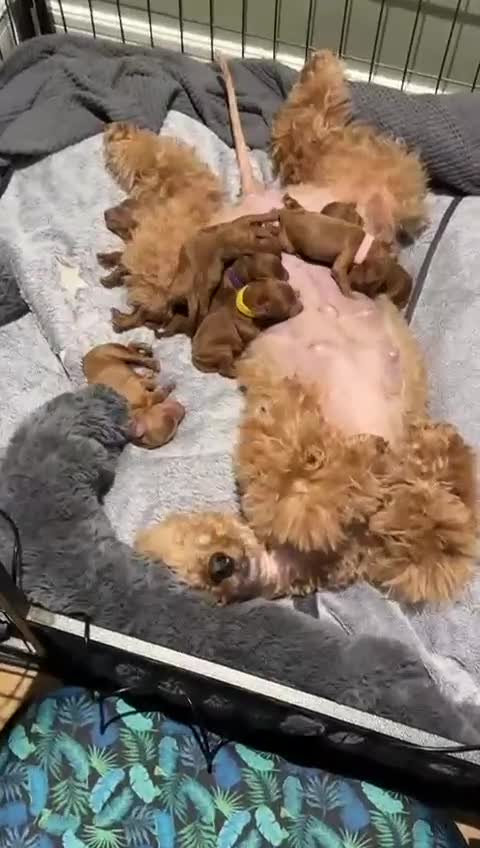 Toy Poodle dogs for sale: ❤️ Exceptional Asian Red Toy Poodle Puppies ❤️ - Video 3